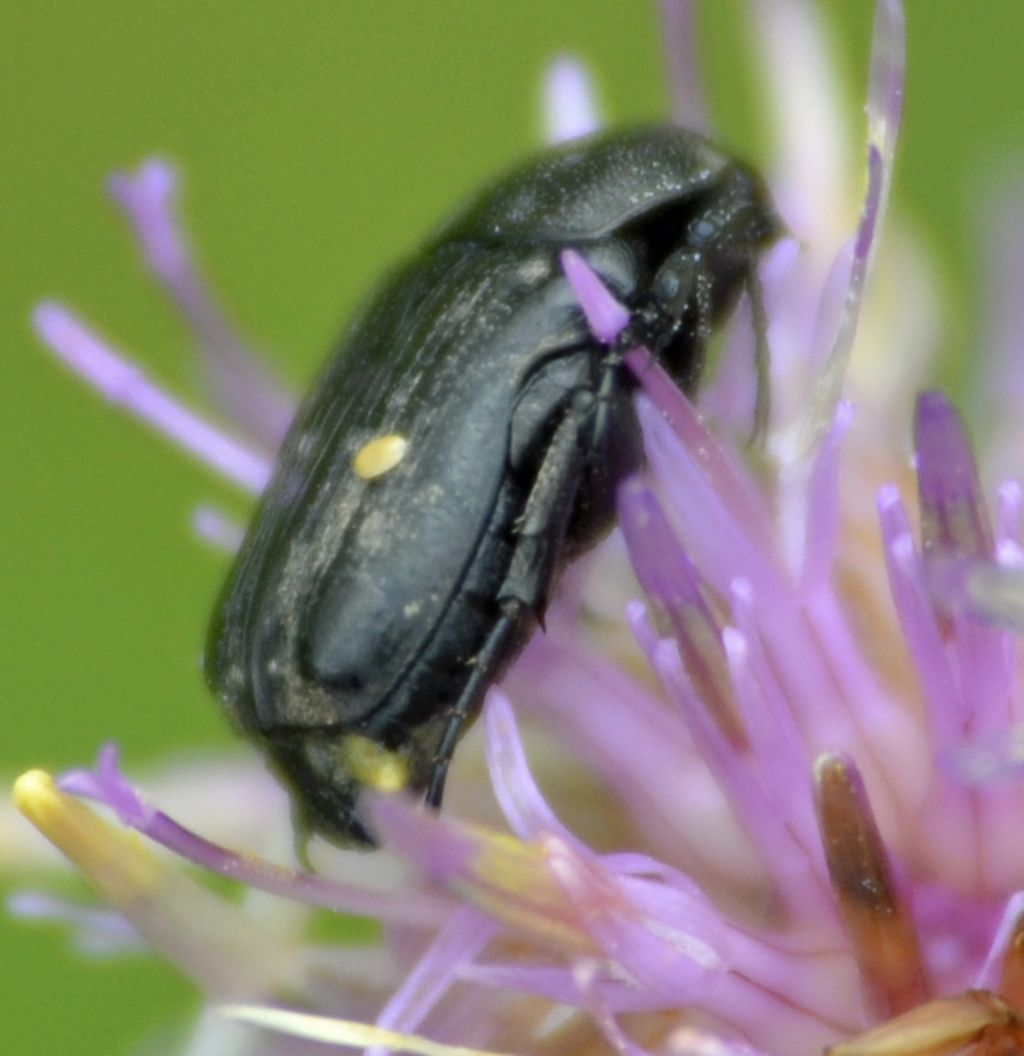 Oxythyrea funesta, Cetoniidae